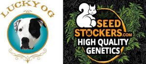 VENTA DE STOCK SeedStockers y Lucky OG!