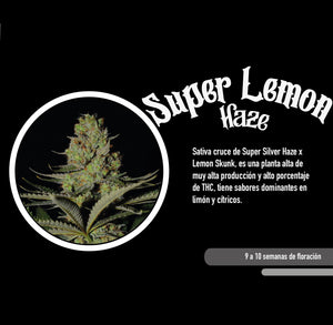 Super Lemon Haze Feminizada