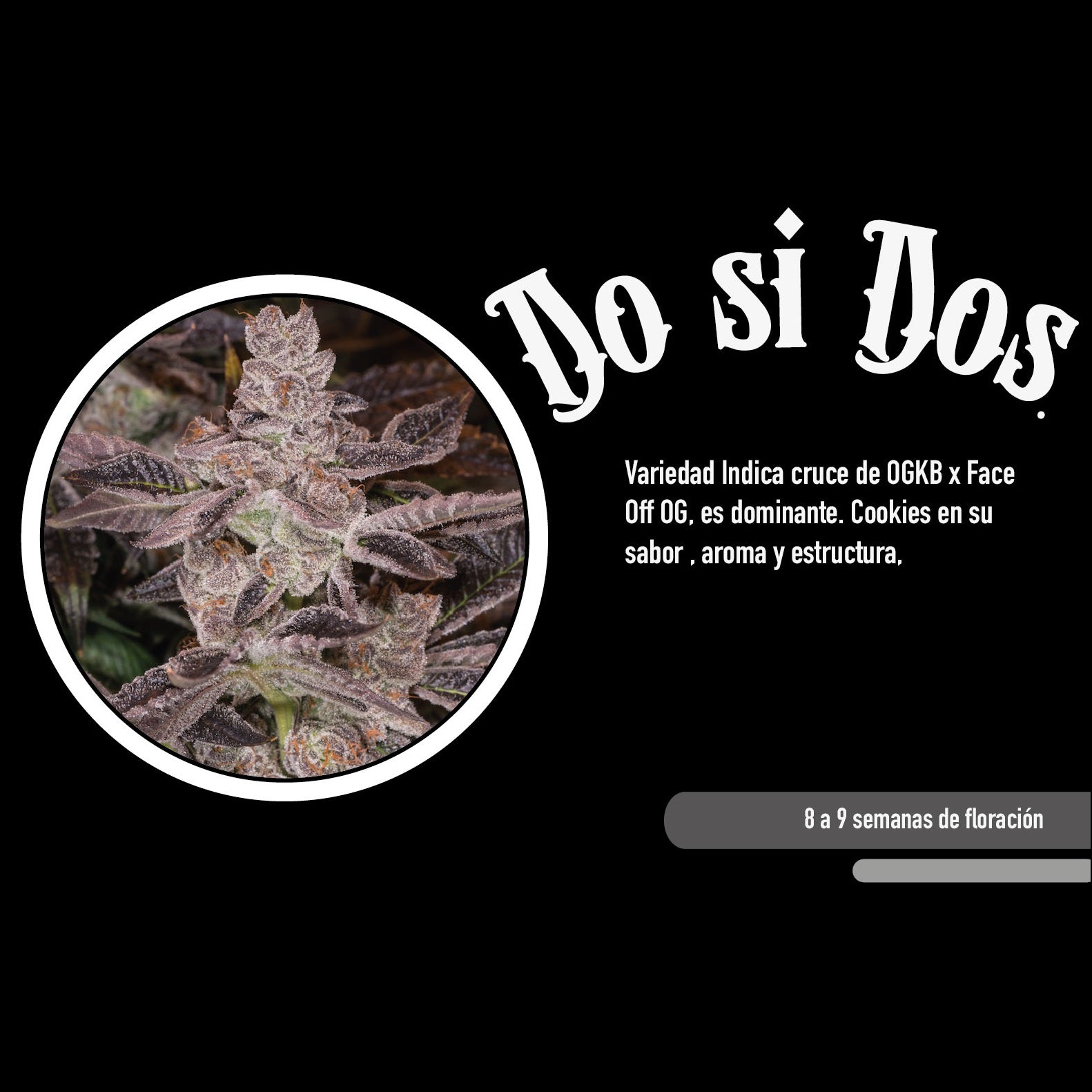Do Si Dos Feminizada