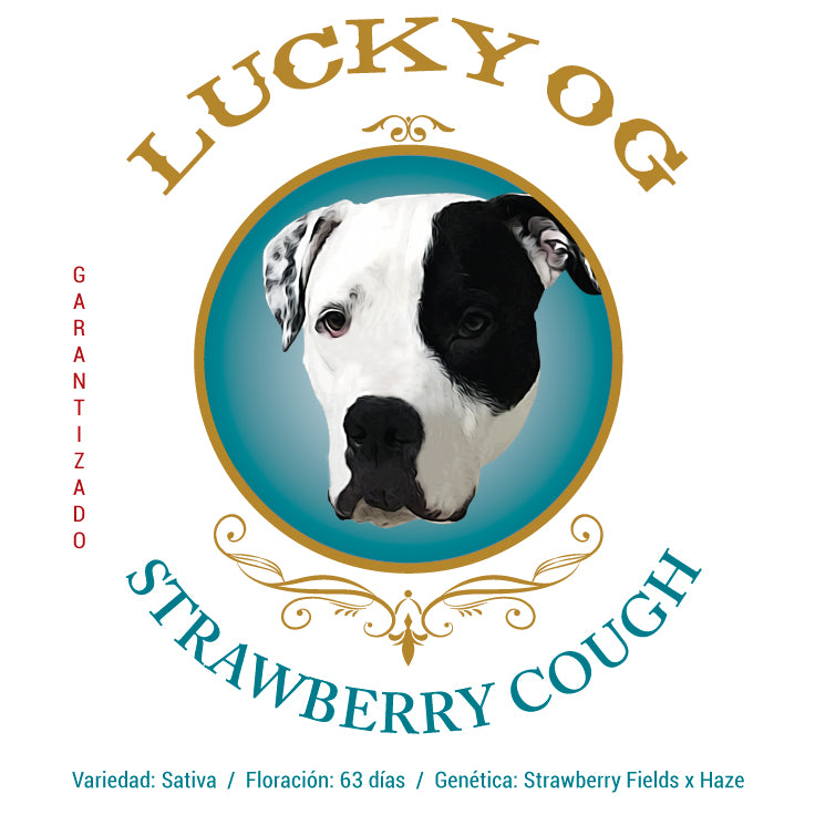 Strawberry Cough Feminizada